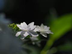 紫陽花