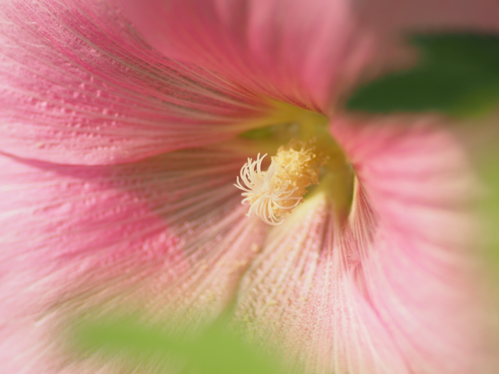 タチアオイの花芯