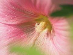 タチアオイの花芯