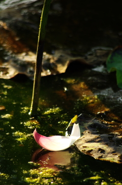 蓮の花弁、散ってなお