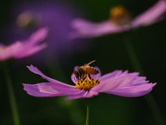 秋桜と蜜蜂