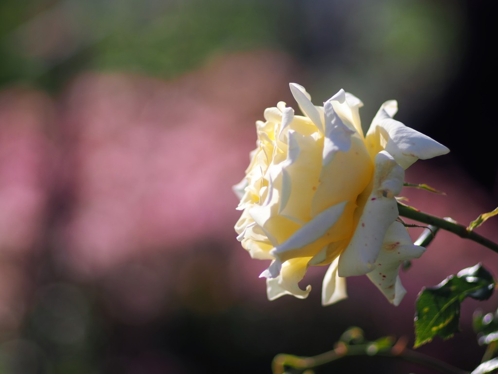 中之島公園の薔薇