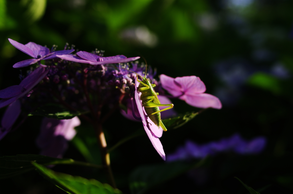 紫陽花とキリギリスの赤ちゃん