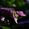 紫陽花とキリギリスの赤ちゃん