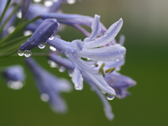 雨の日のアガパンサス