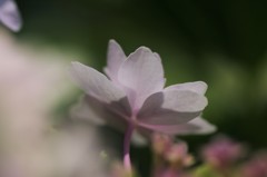 紫陽花