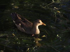 バンの幼鳥かな？
