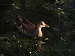 バンの幼鳥かな？