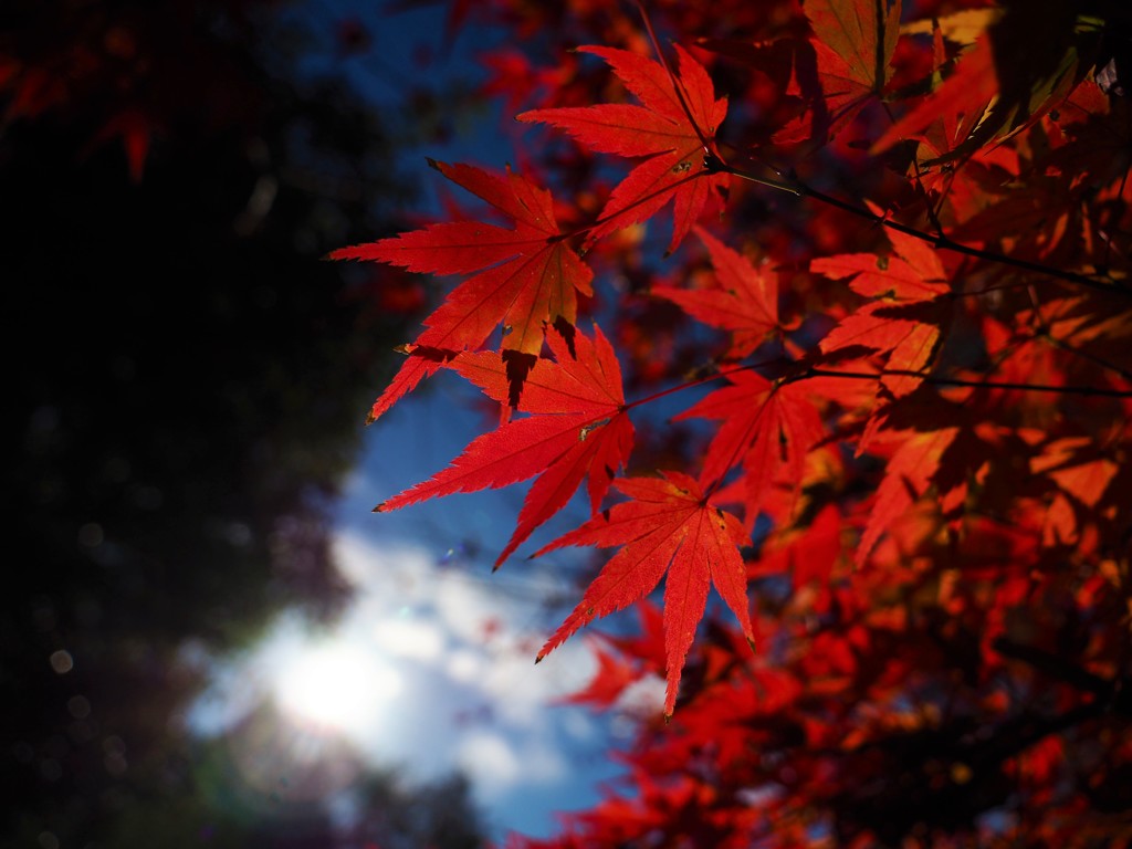紅葉