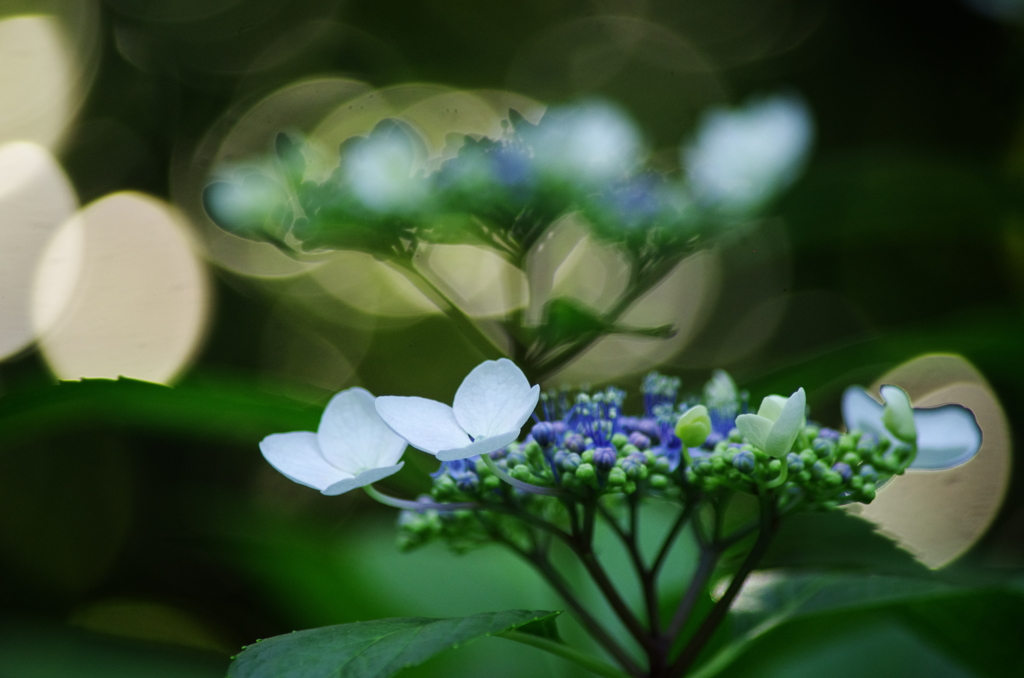 紫陽花
