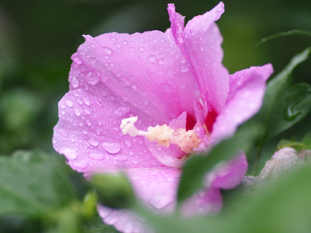 雨の日の槿の花