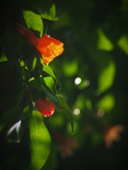 ザクロの花