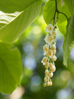 何の花？