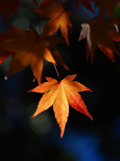 紅葉
