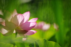 蓮の花