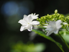 紫陽花
