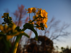 菜の花