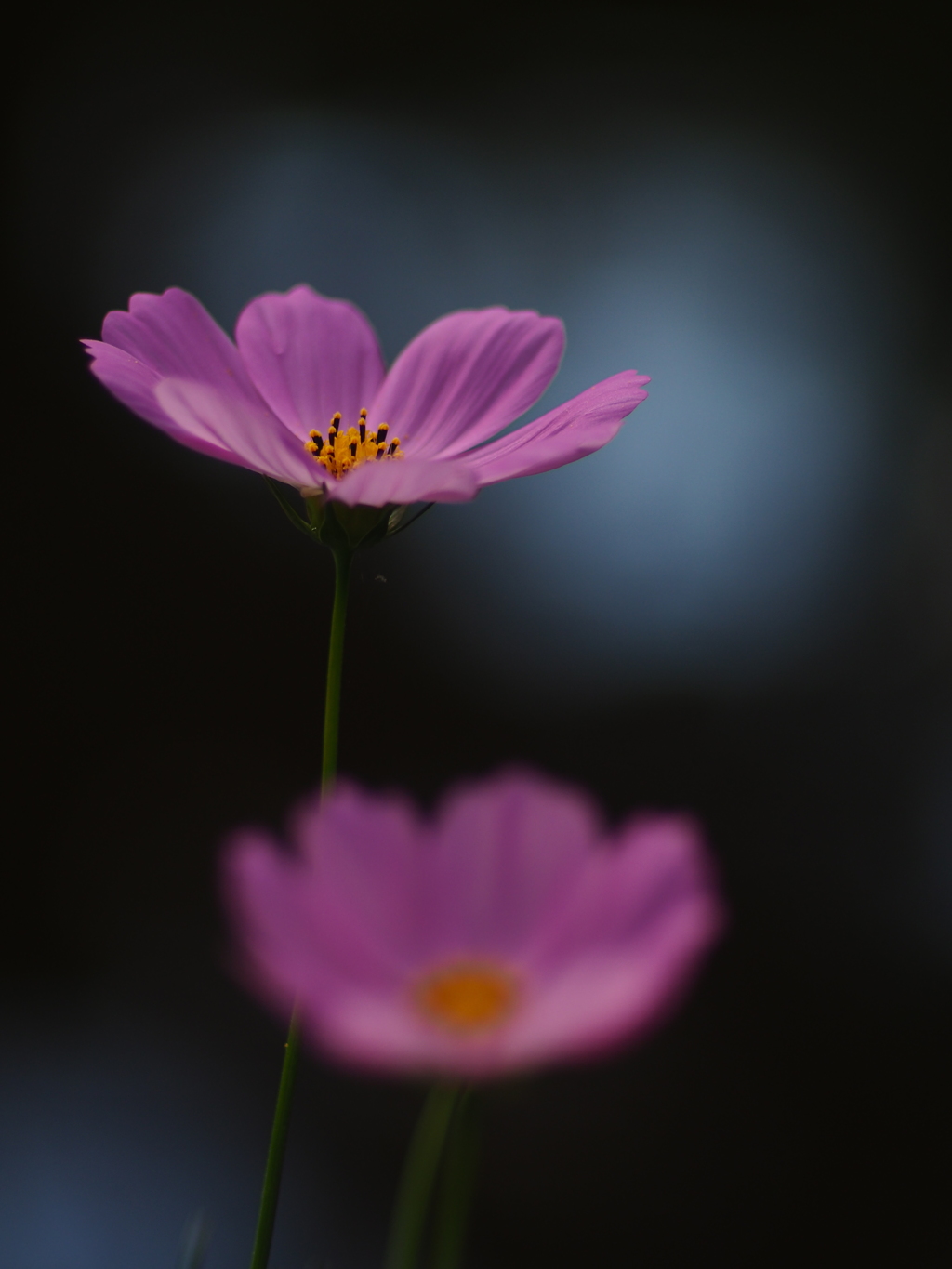 秋桜