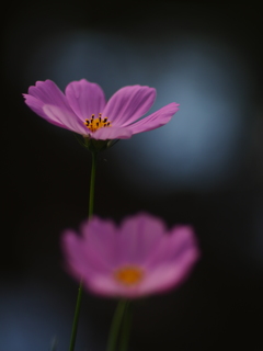 秋桜