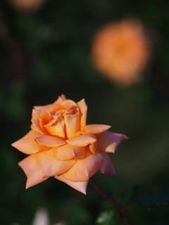秋の薔薇