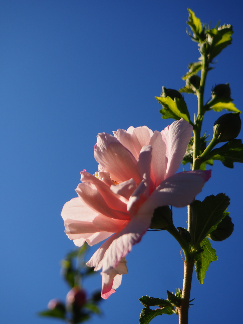 青空に映える槿の花