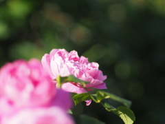 中之島公園の薔薇