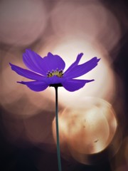 夕暮れ時の秋桜