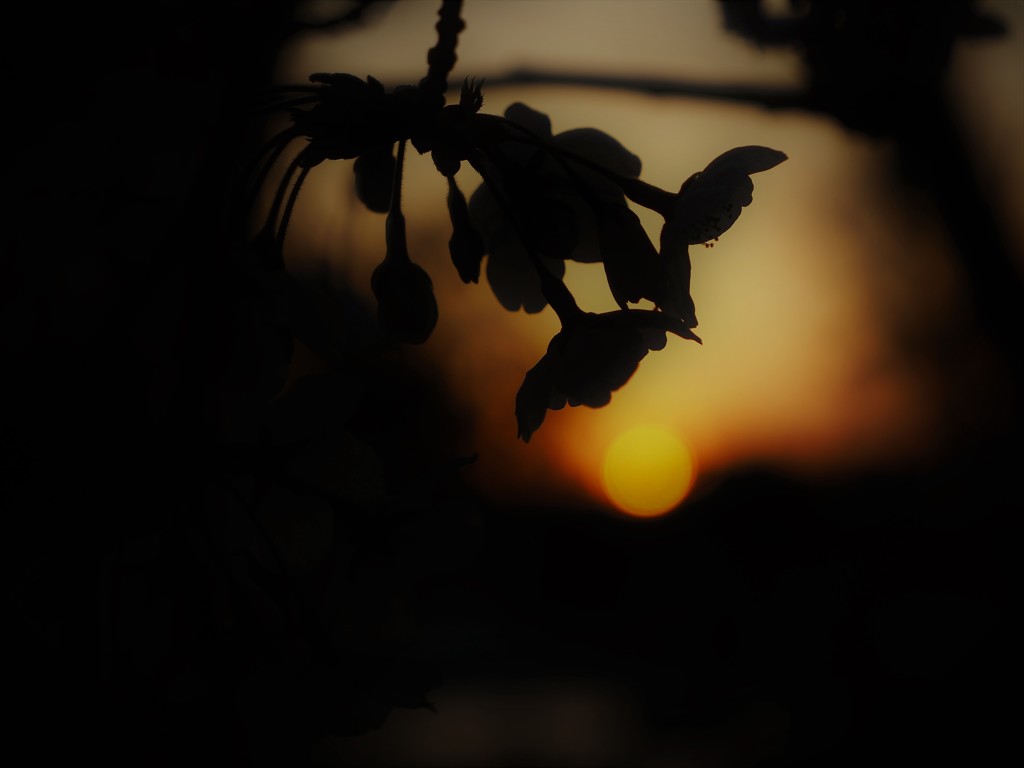桜のシルエットと夕陽