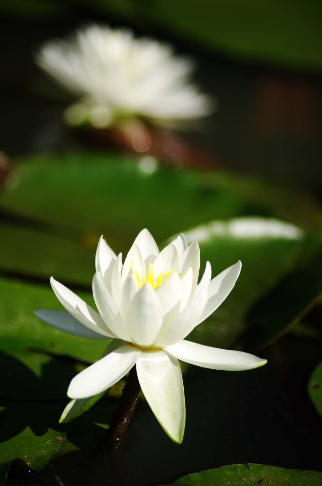 睡蓮