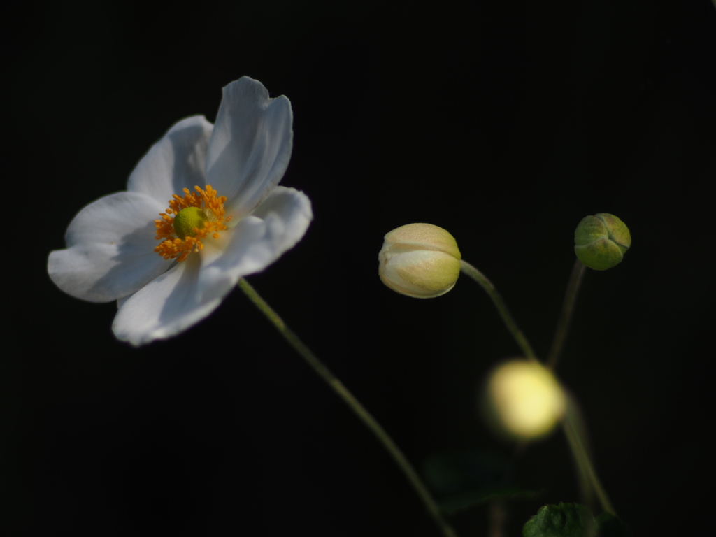 秋明菊
