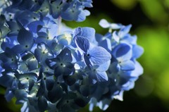 紫陽花