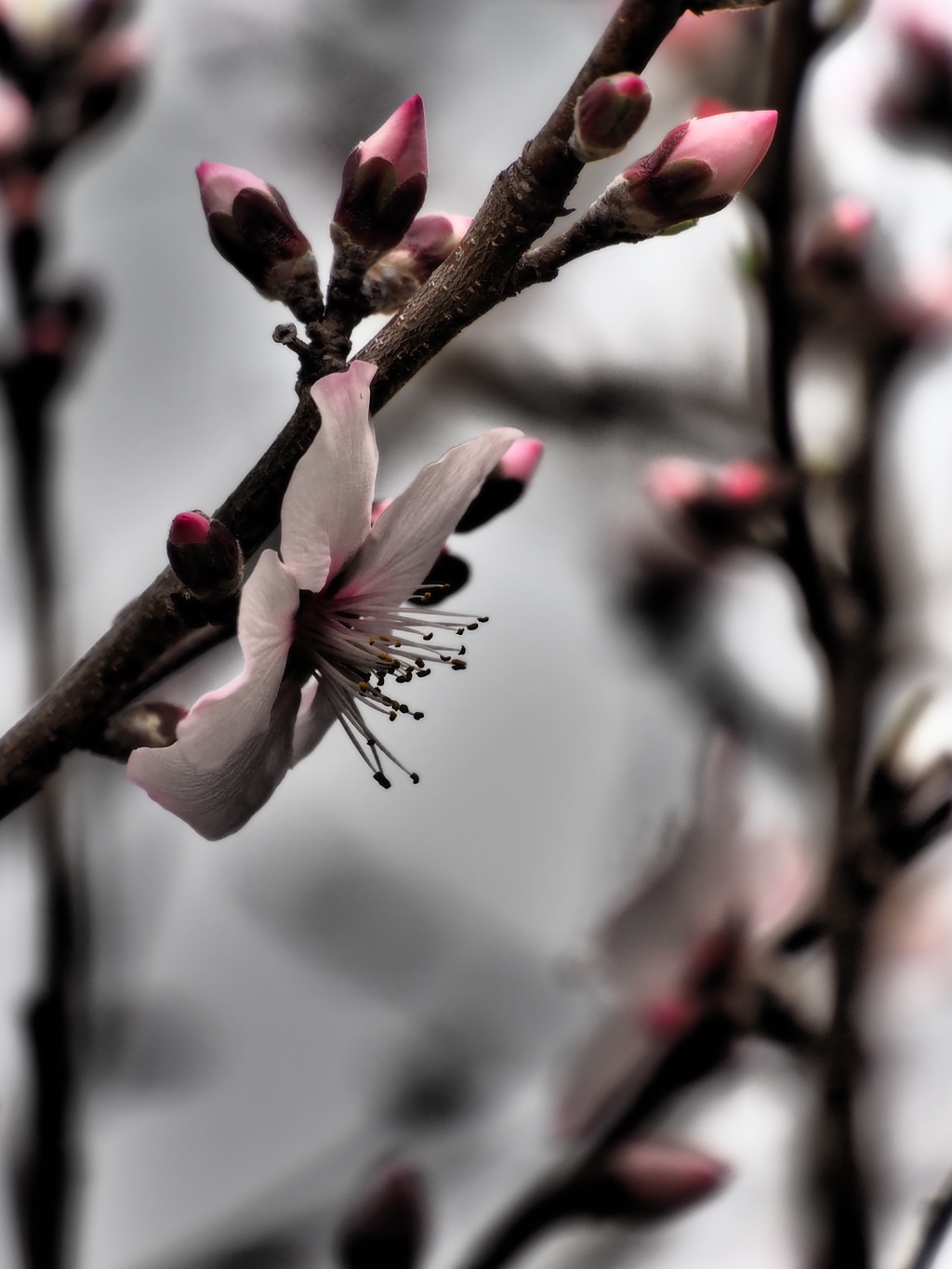 アーモンドの花