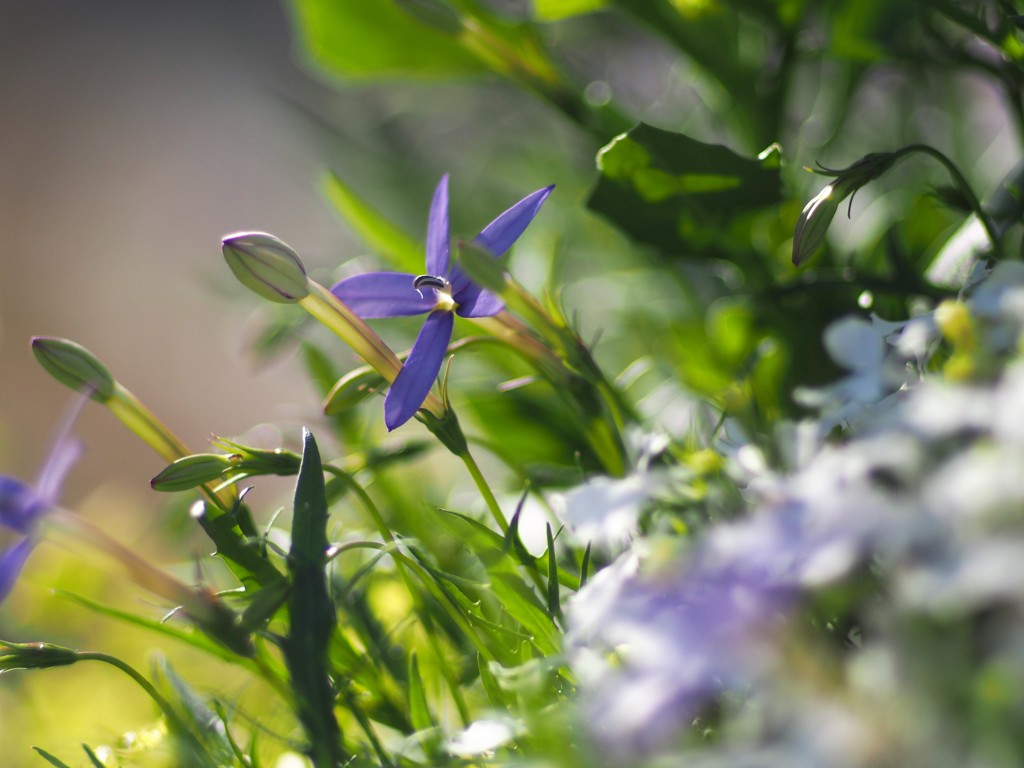 初夏の陽射しの中で