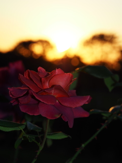 薔薇と夕日