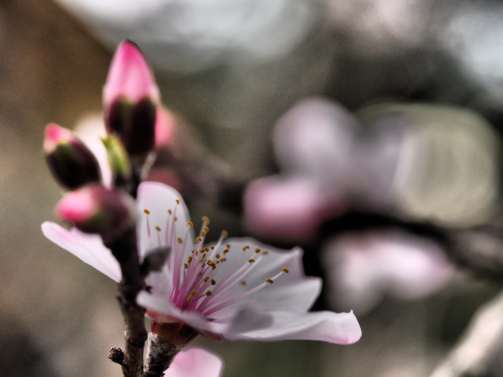 アーモンドの花