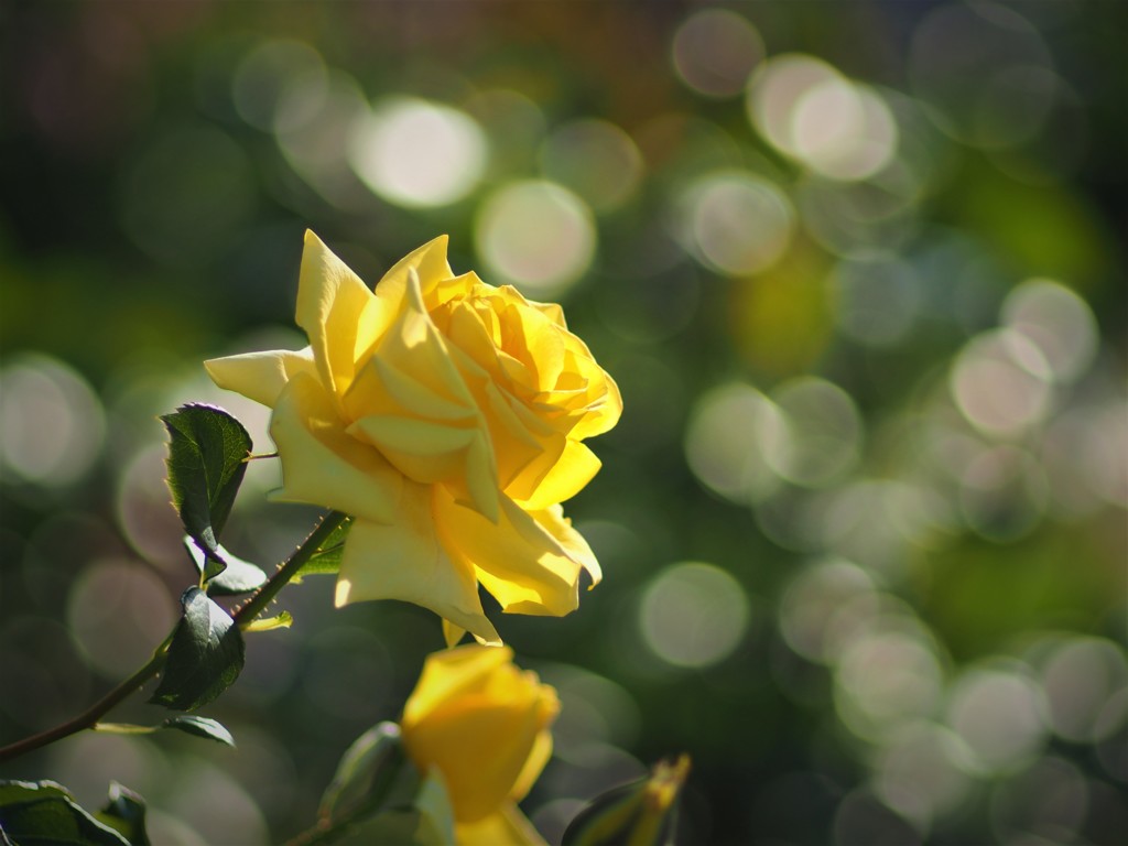 中之島公園の薔薇