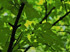 新緑の季節