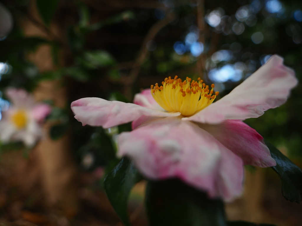 山茶花