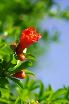 ザクロの花