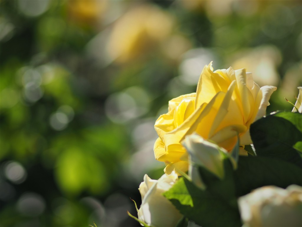 中之島公園の薔薇