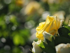 中之島公園の薔薇