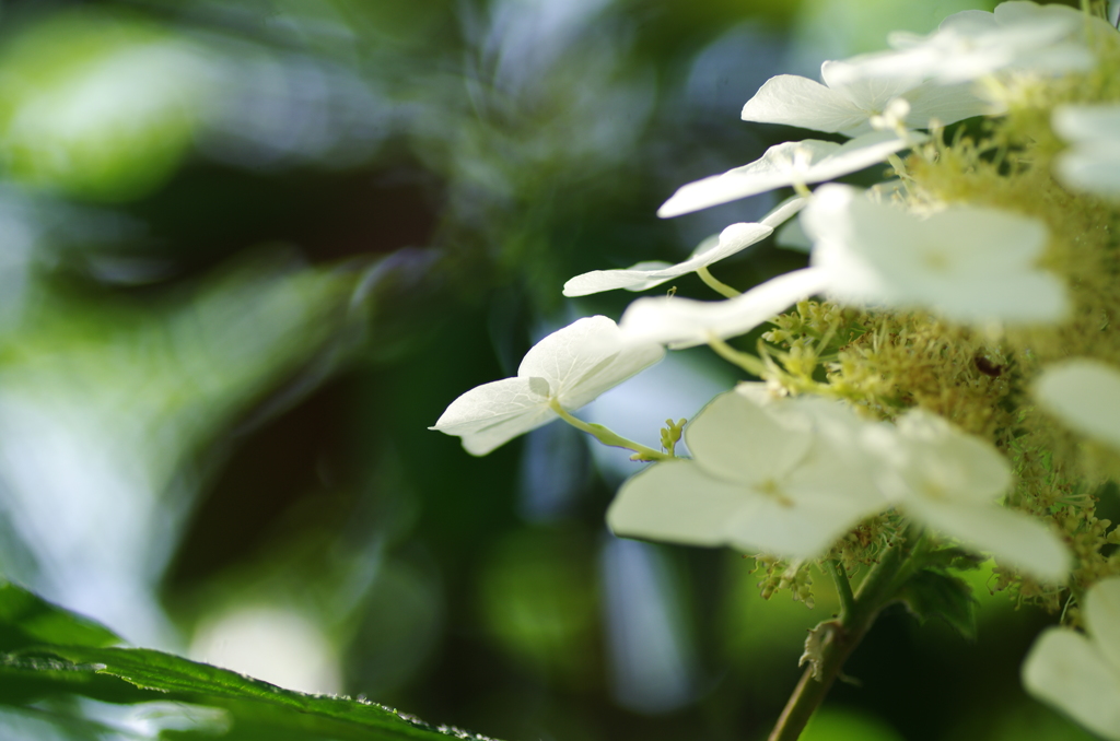 紫陽花