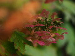 紫陽花色褪せて