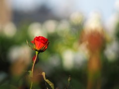 中之島公園の薔薇
