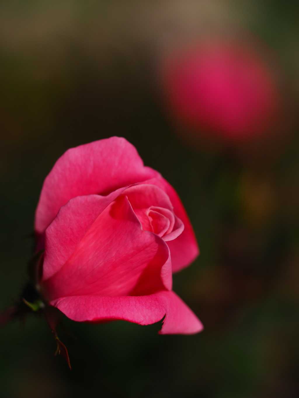 中之島公園の薔薇