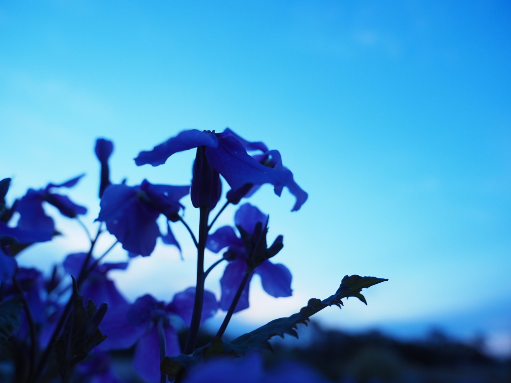 蒼の世界
