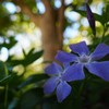 木陰に咲く