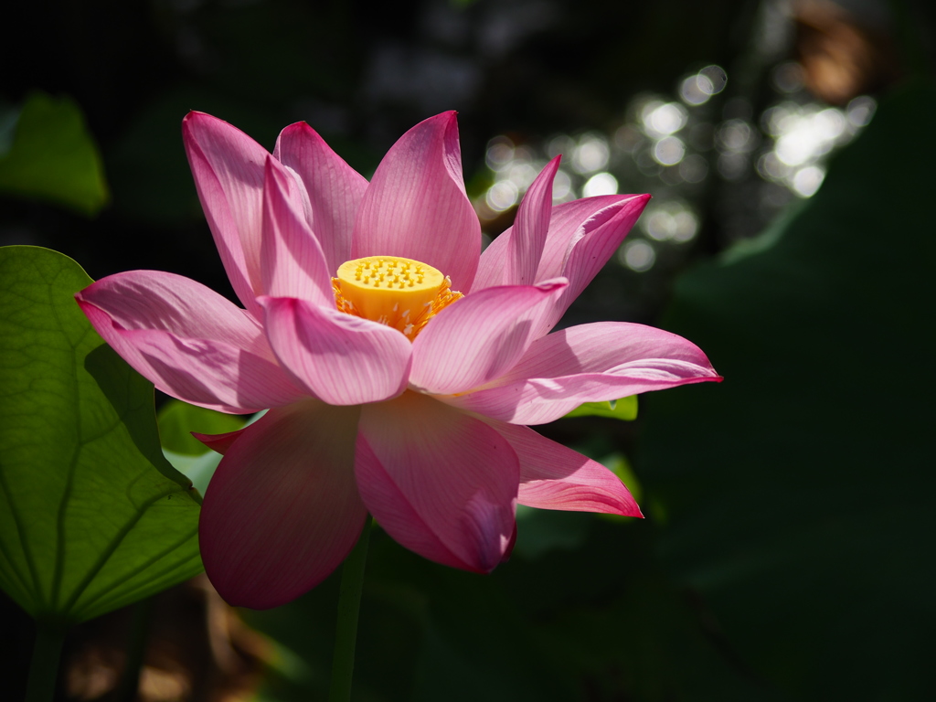 蓮の花