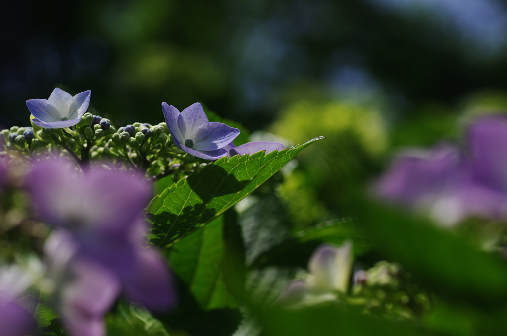 紫陽花
