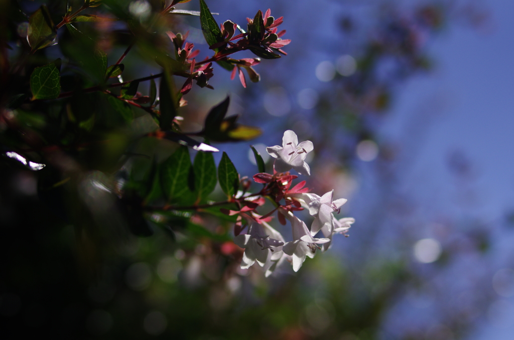アベリアの花